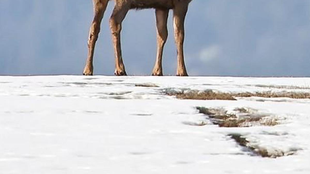 Hunters didn’t find any elk on their trip, like these two magestic creatures.