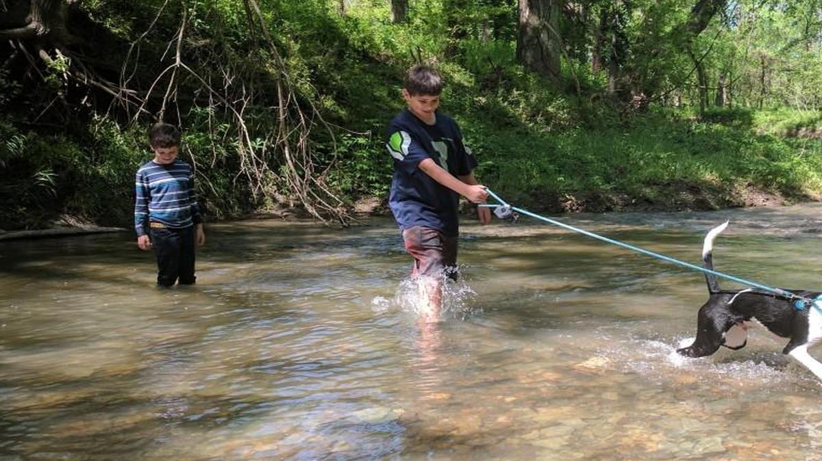 Jack keeps two boys on their toes, as he plays fetch in a creek.