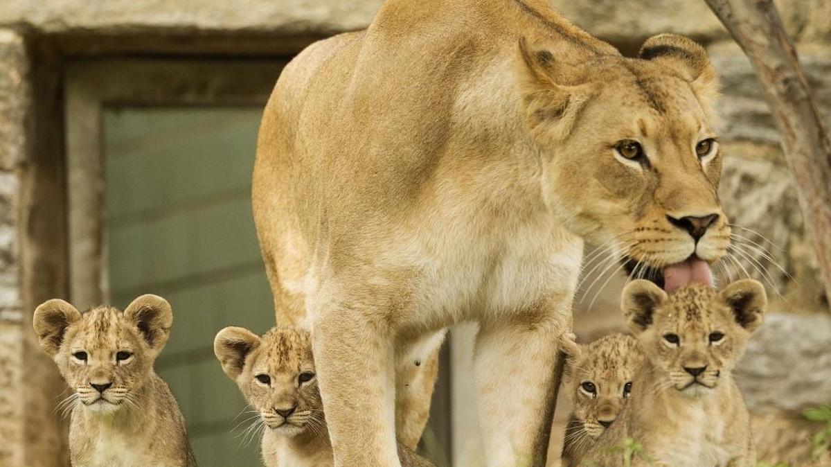 What’s this lioness have to do with keeping grandchildren safe? Not much in this country, but one study shows that in Tanzania, the fact that the older generation wakes earlier means they sound the alarm if there’s a risk to the family. In the states, living near grandparents enriches kids’ lives in many other ways.