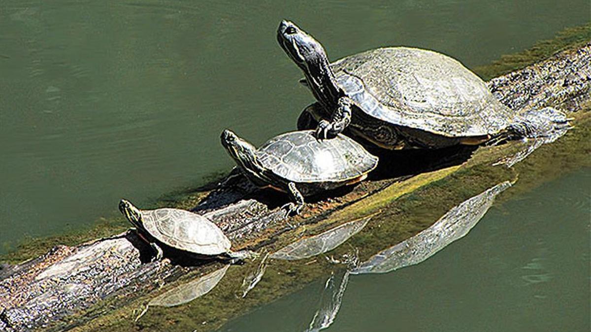 These Map turtles are residents of our neighborhood, but not voting members of the homes association.