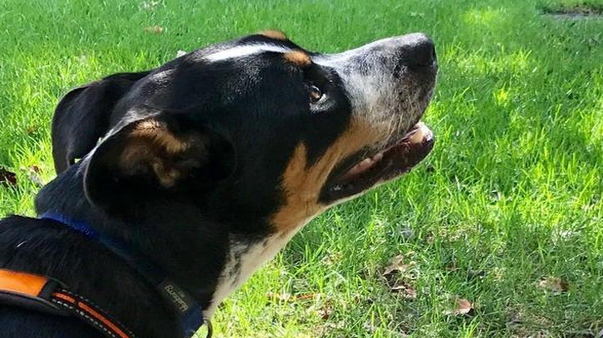 Sheriff has a keen eye — and nose — for squirrels.