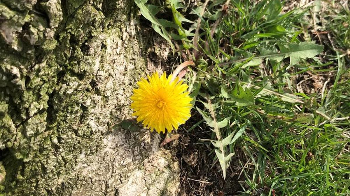 Perhaps it’s time to start appreciating the lowly dandelion. It’s edible, it’s fun and it smells sweet.