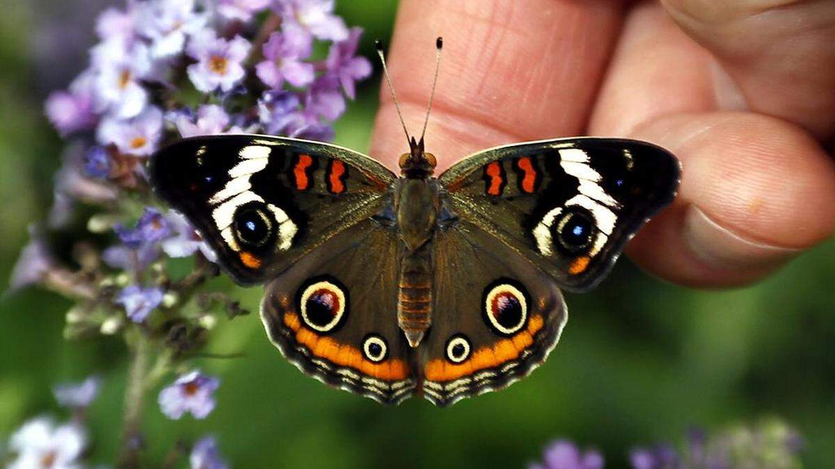 Finding focus is easy to do when you commune with nature at a place like Powell Gardens.