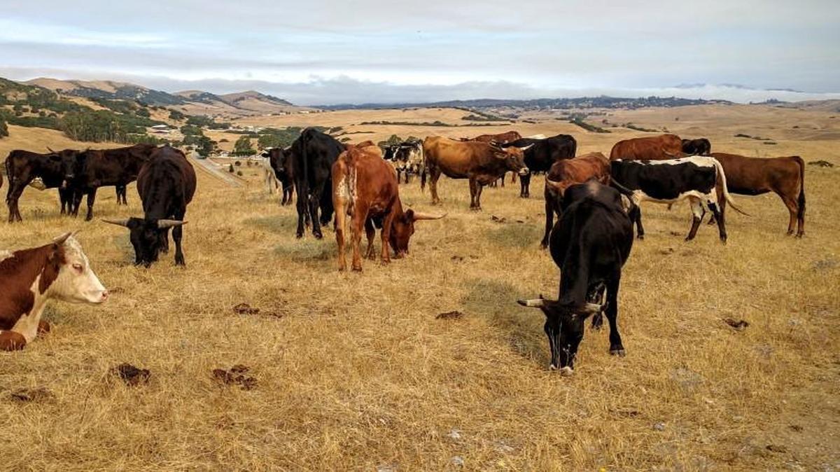 With the first standoff of the morning past, cattle grazed recently on the Juan Bautista de Anza National Historic Trail near San Juan Bautista, Calif.