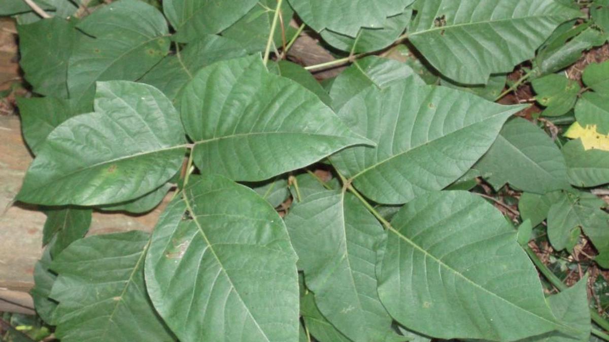 poison ivy