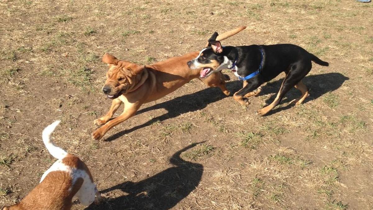 Sheriff, the black dog, enjoys a romp at Leawoof Park.