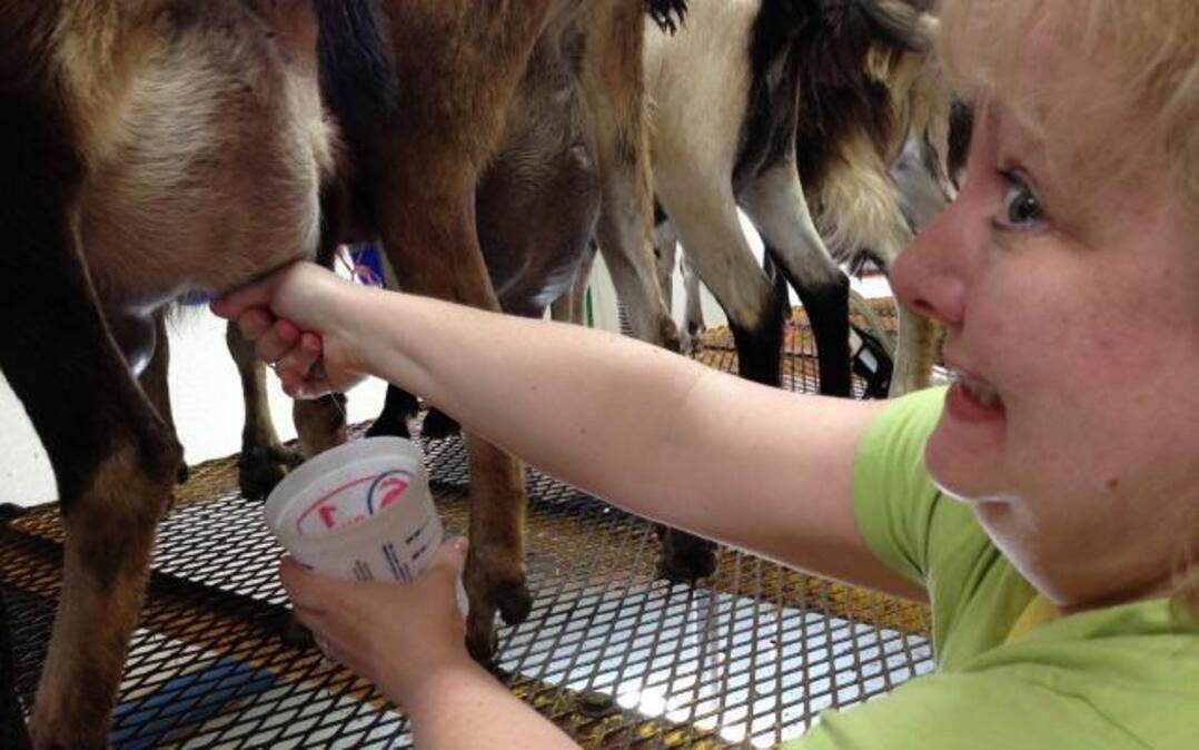 
Milking a goat. That’s another one off the bucket list.
