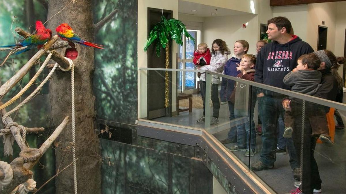 The cold days of winter outside are forgotten amid the balmy temperatures inside the Discovery Barn at the Kansas City Zoo. Here visitors watched the macaws during the zoo’s annual Tropical Weekend in mid-January.
