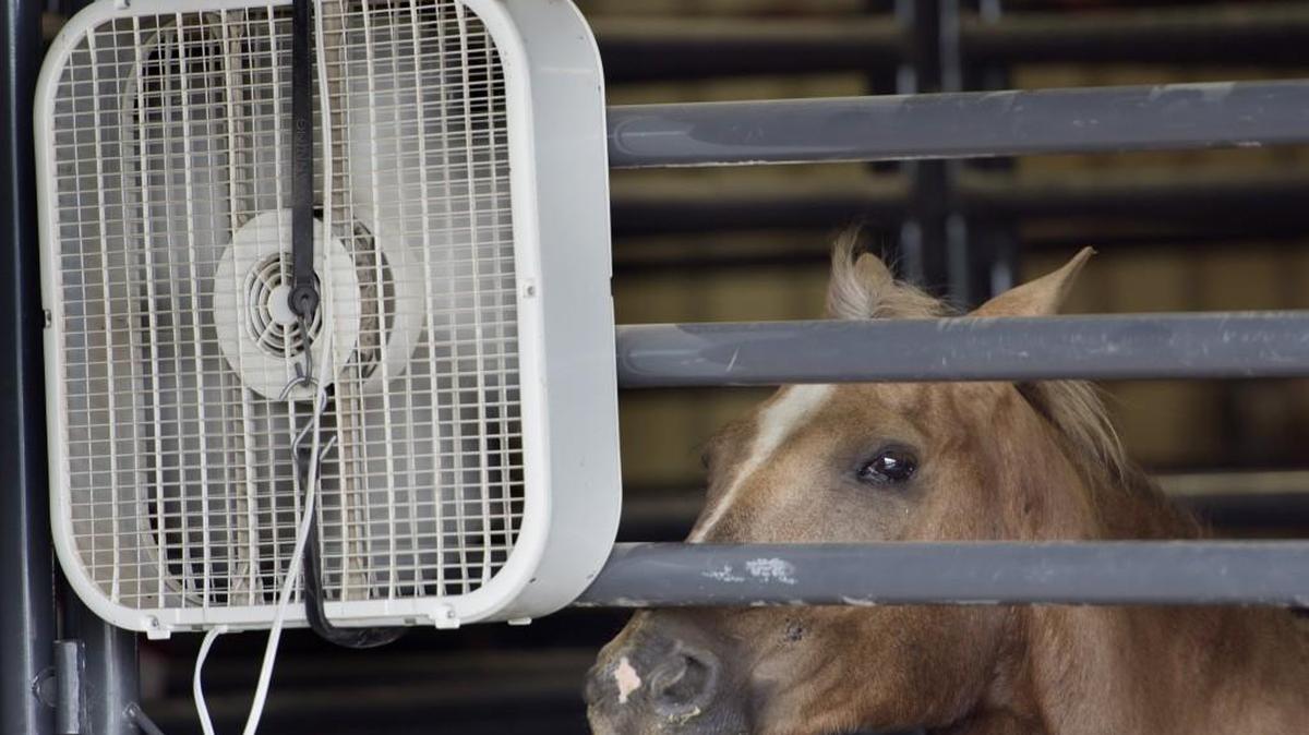 The horse is took advantage of a fan while standing in the shade lat year at the Johnson County Fair in Gardner, Kan.