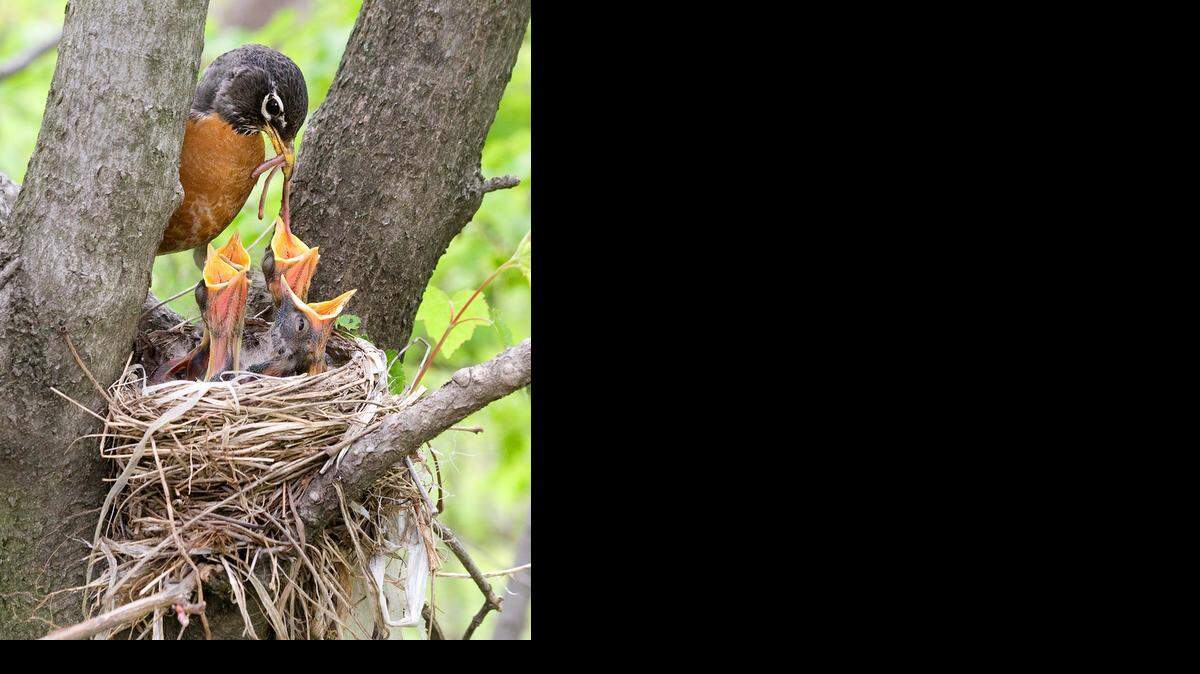 
Joni Johnson-Godsy, who lives at the end of the road closest
to the proposed development, is an artist who takes photographs of wildlife in the area and fears development will harm the wildlife.
