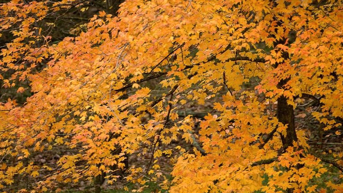 The Arbor Day Foundation had to defend its plans to turn 106 wooded acres in western Lenexa into a subdivision of single-family homes and senior living.