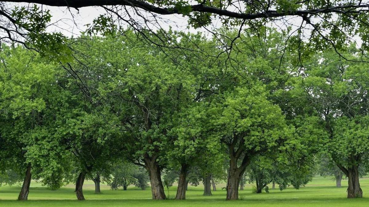 Meadowbrook Park is expected to open next year on land formerly part of the Meadowbrook Golf & Country Club.