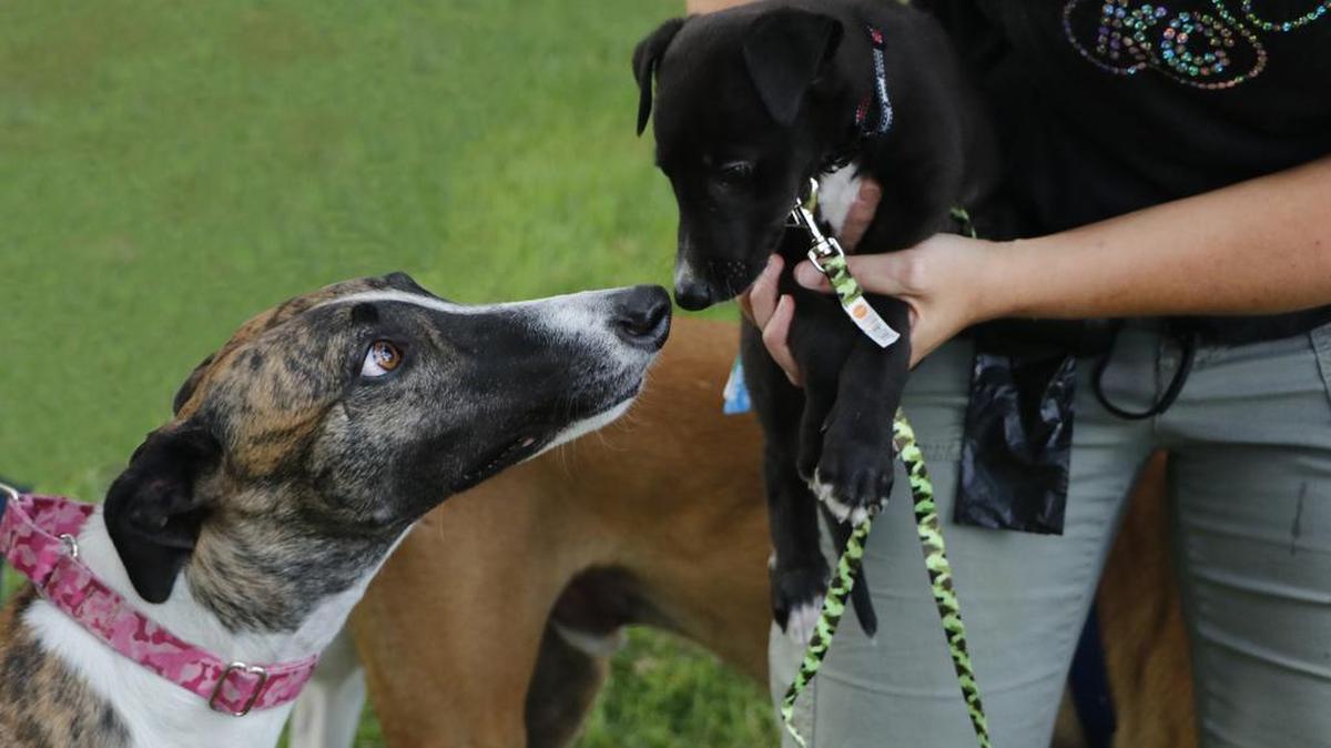 After an early September morning walk of the West Olathe Greyhound Walking Club, Santina and Sherlock, a 6-week-old greyhound puppy, take a few moments to get to know one another. Santina recently moved to Olathe from Texas with her family, Mike and Sheila Goff.