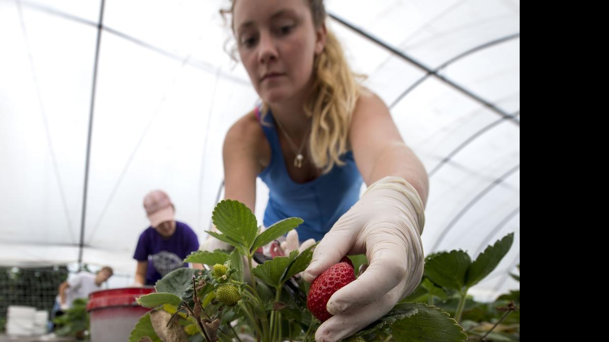 
Kelly Gude, graduate research assistant, recently harvested strawberries and pruned the plants at the K-State Research and Extension Horticulture Center in Olathe. 
