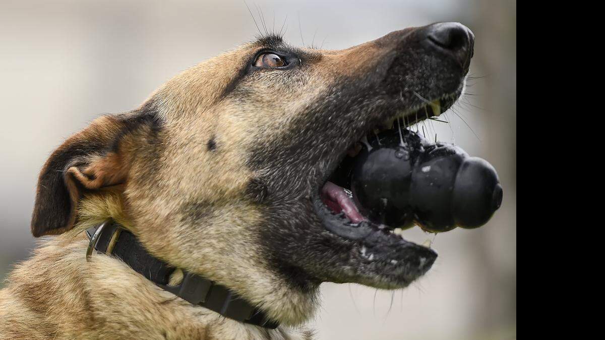 
Sysko, a Belgian Malinois with the Olathe Police Department, enjoys a toy after a successful training session.


