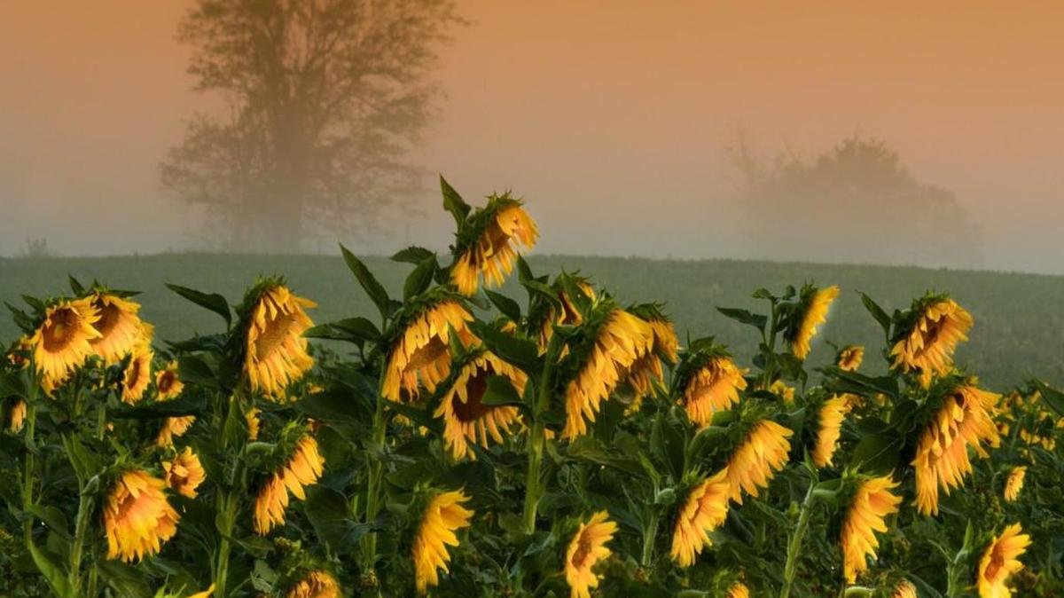 This photo won last year’s contest at the De Soto Sunflower Artfest and is being used as the poster for this year’s festival.