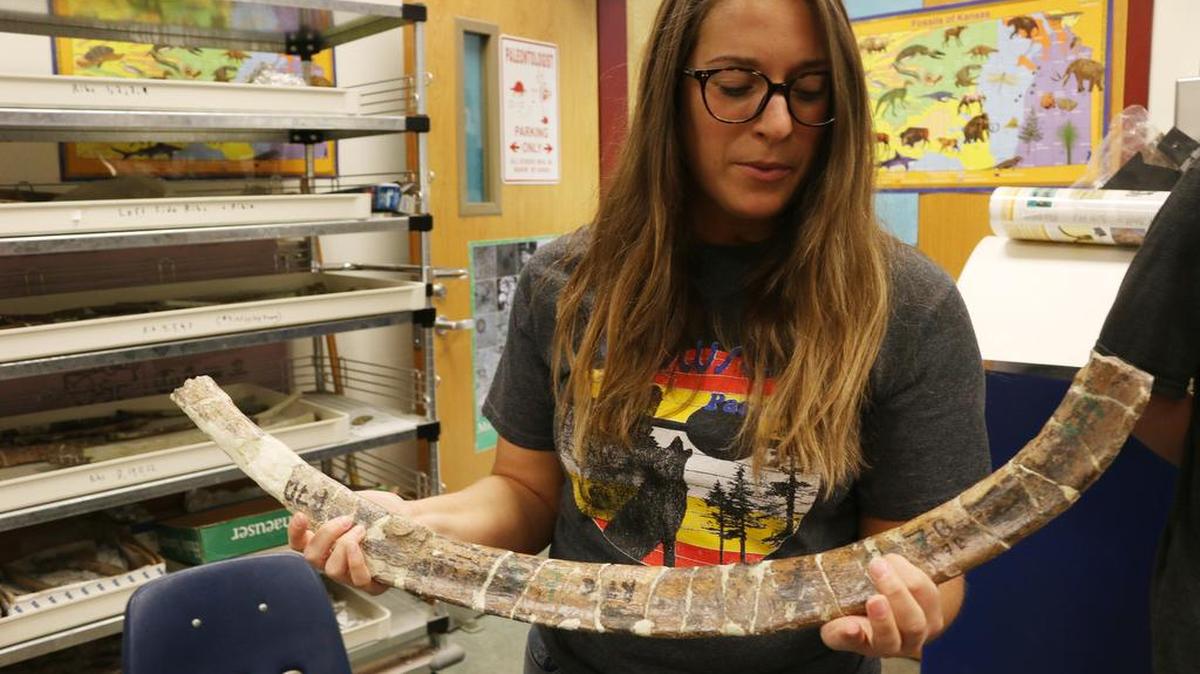 Geoscience Academy teacher Staci Winsor shows a reconstructed dinosaur bone worked on by Olathe students.
