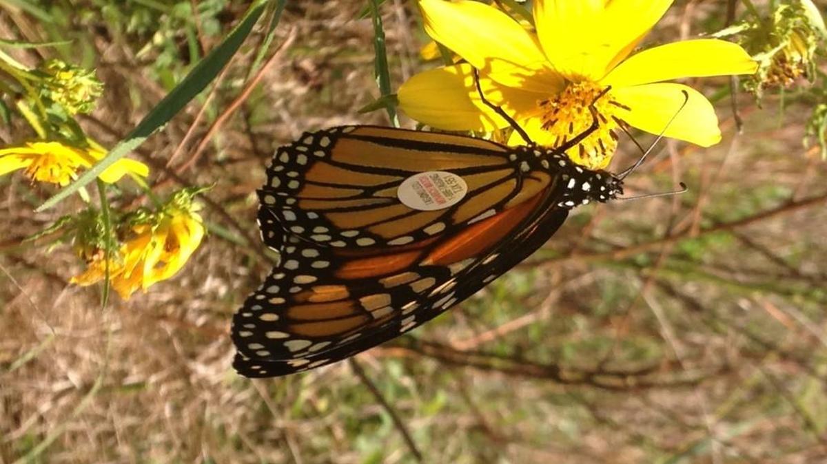 
To celebrate the annual migration of monarch butterflies to Mexico, the Ernie Miller Nature Center is holding an event that includes capturing, tagging and releasing the butterflies. 
