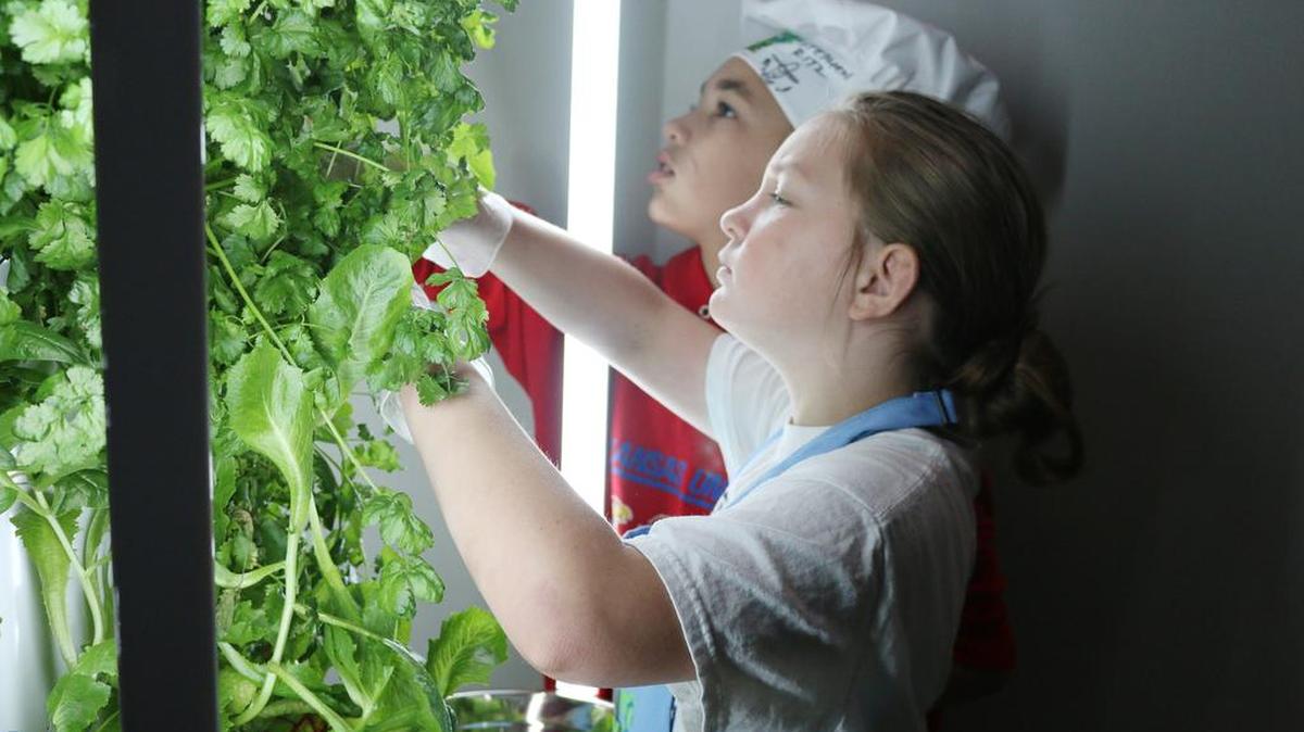 Fifth-graders Marayah Brandt and Summer Morris harvest lettuce from one of the tower gardens at Northview Elementary.