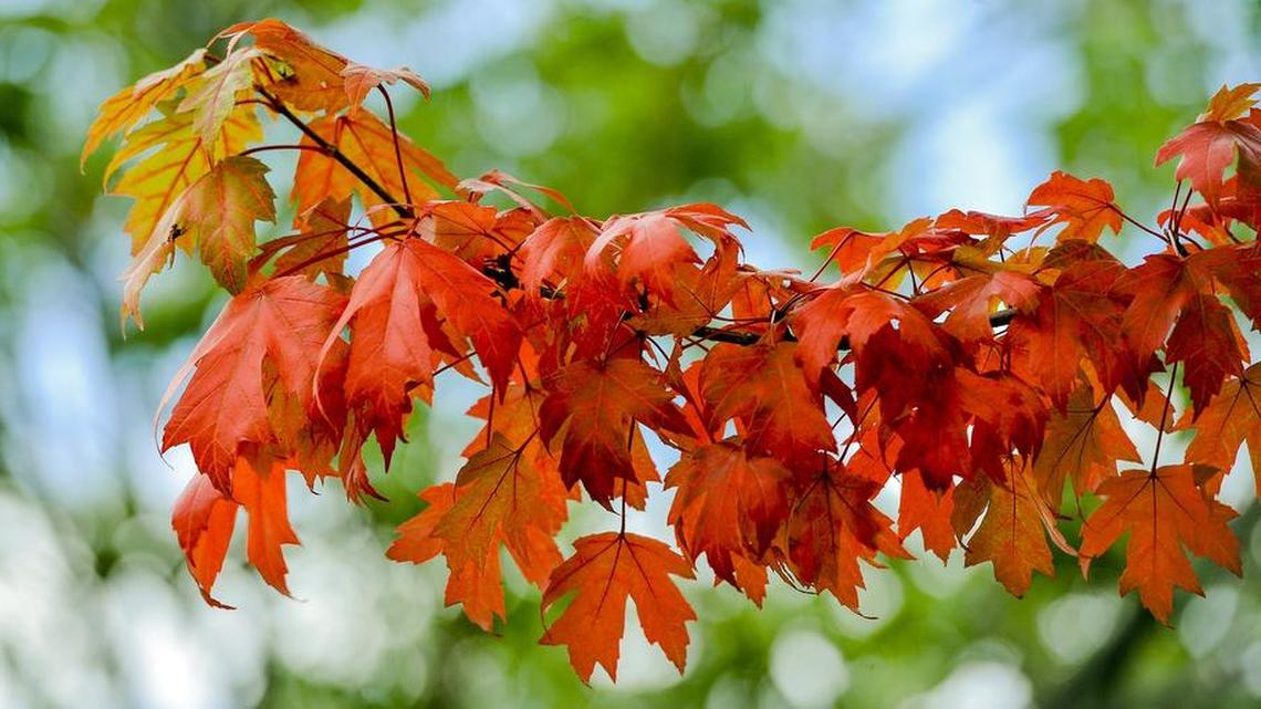 How does Kansas City fare as climate change leads to warmer fall season across the U.S.?