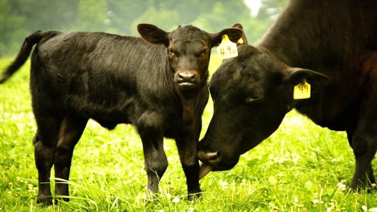 Questions of cattle keep coming up in one rural Olathe neighborhood.