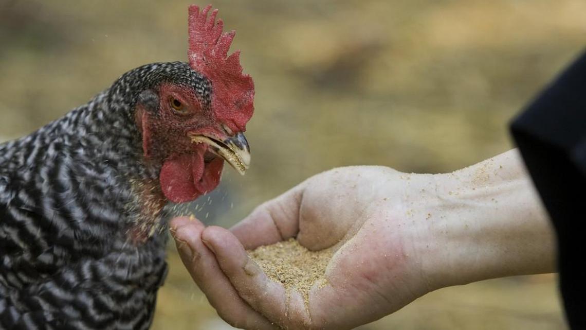 Backyard poultry has been linked to 212 salmonella infections in 44 states across the U.S. since February, the CDC said.