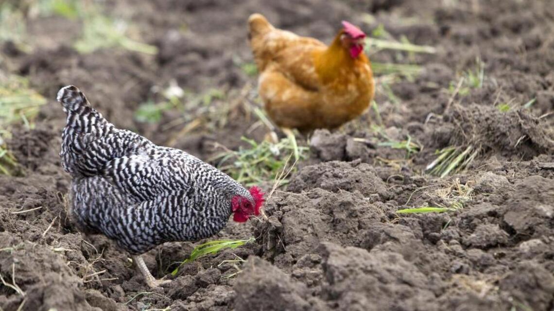 Overland Park council allows chickens on property to help family with disabled child
