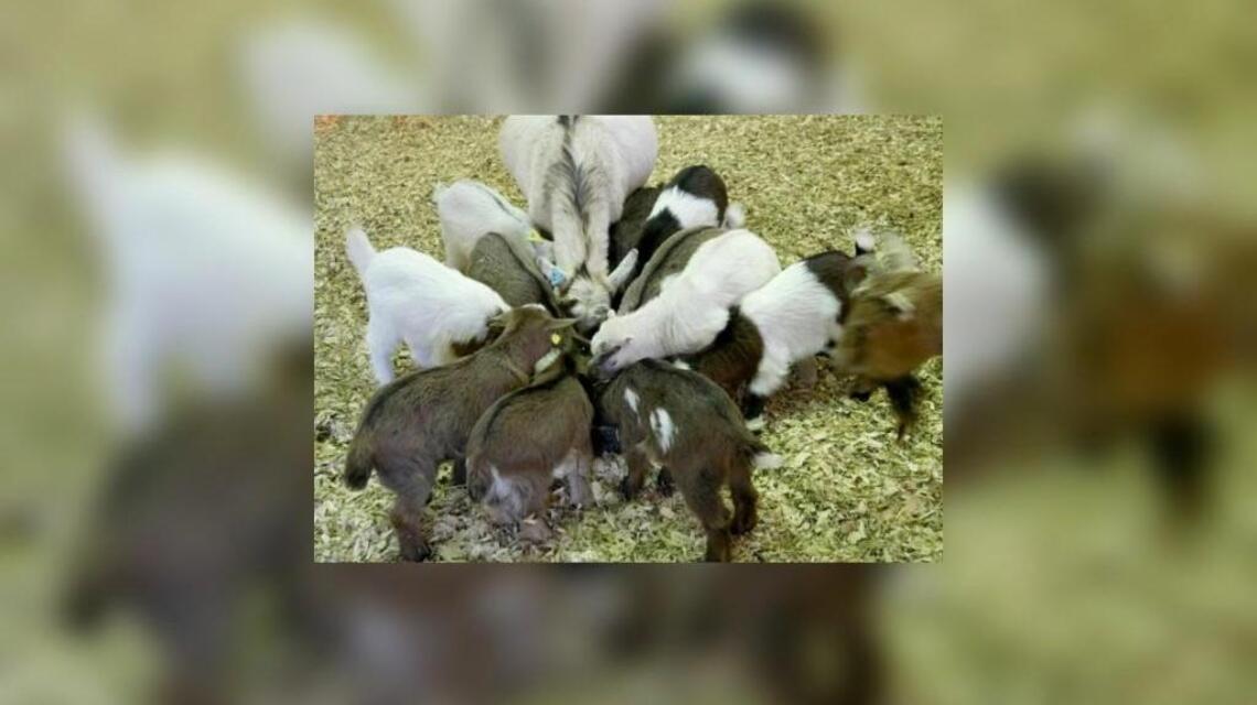Illness temporarily nixes bottle feeding of Deanna Rose Farmstead’s baby goats