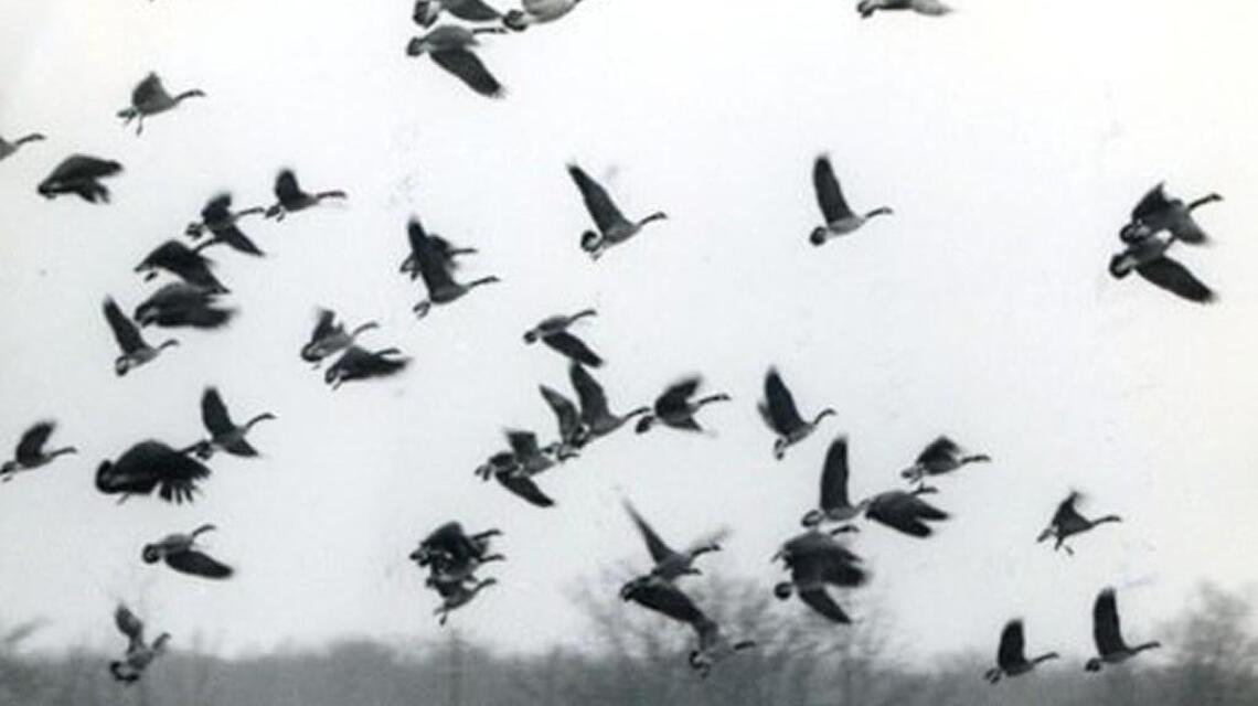 Leawood council’s goals for the city include dealing with Canada Geese