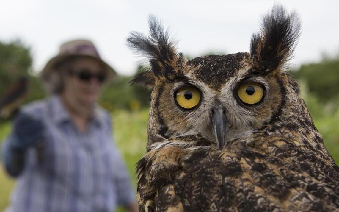 Kids ogle owls and ponder pollination at Olathe gardens