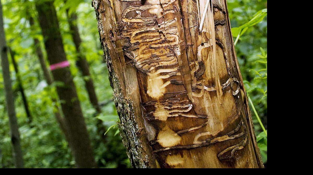 
Leawood residents’ concerns about loss of trees include damage caused by the emerald ash borer.
