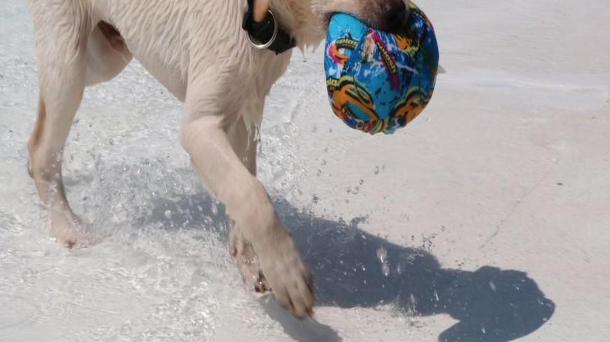 Soaking wet but happy,15-week-old Cheeto, a future KSDS (Kansas Specialty Dog Service) dog, brings his squishy ball back to his foster mom during Saturday’s Tails on the Trails Pet Festival held at Lenexa’s Ad Astra Pool and Park.