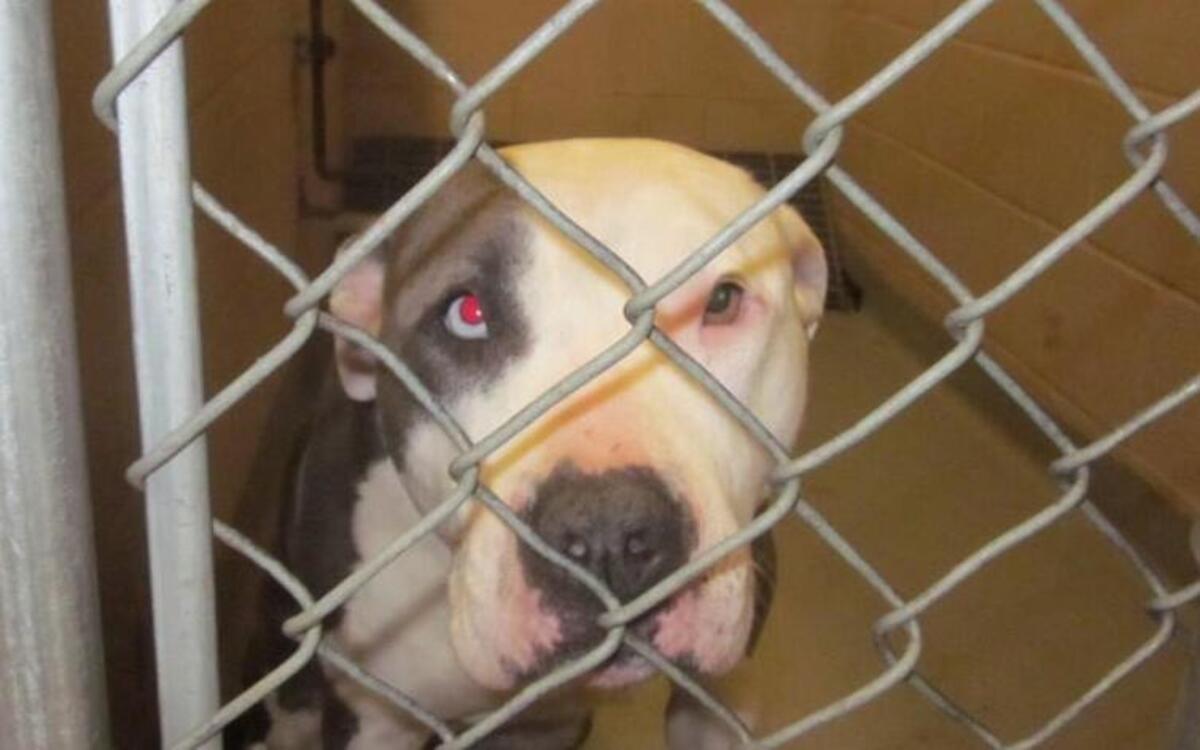 Once a dog is labeled “dangerous” or “potentially dangerous” in Mission Hills, owners must either remove the animal from within city limits or follow a list of requirements to stay, such as keeping the dog confined to a fenced-in yard and attaching a muzzle when it’s off its property.