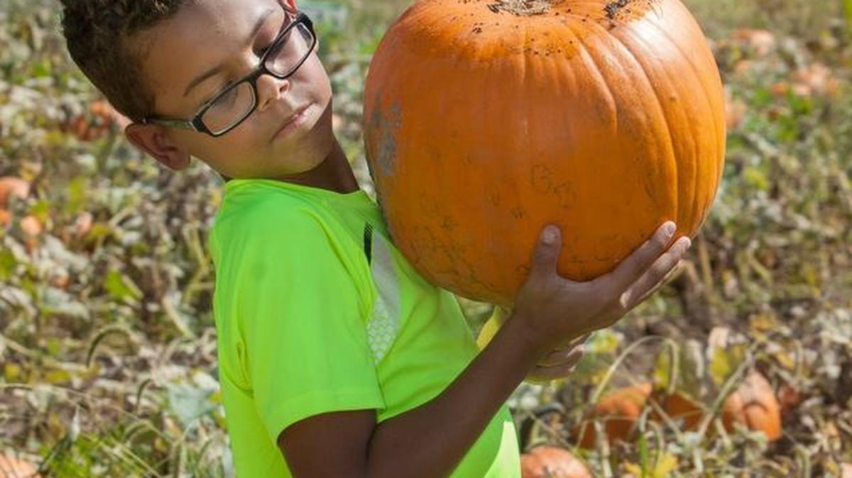 
Pumpkin patches are a big draw this time of year; autumn beckons, and so do the pumpkins. At KC Pumpkin Patch west of Olathe, 10-year-old Sean Swearingen did some perfect pumpkin picking. The patch is at 13875 S. Gardner Road.
