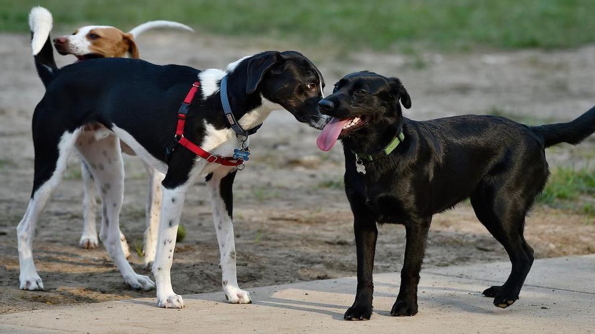 Cooper (from left), an English pointer, Hobbes, a mixed-breed dog, and Willow, a black Labrador retriever, greeted one another at the Leawoof Dog Park.