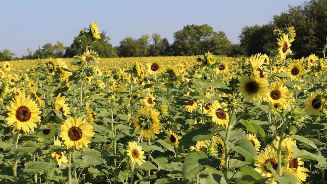Sunflowers are growing on an 8-acre tract at Heritage Park, operated by the Johnson County Park & Recreation District. It’s the first such planting undertaken in a county park, and the public response will determine if sunflowers will be planted again in the future.