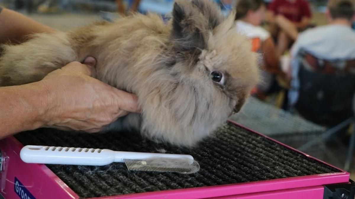 To make certain she shines as ribbon- or trophy-worthy, Cookie, a Black Tort Sr. Doe rabbit, is groomed by Kathi Groenveld prior to being shown Sunday at the Johnson County Fair’s ARBA rabbit show. Groenveld, of Jones, Ok., says she loves rabbits and owns nearly 150 of them. “I’ve been showing the bunnies for over a year,” she says. “The kids are gone and I get to do something for myself now.”
