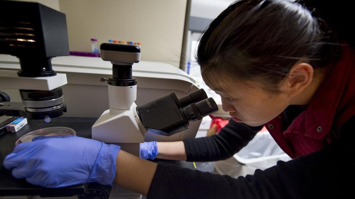 Renny Ma, a senior at Shawnee Mission West, used a microscope to check a dish of cells while in a lab at the University of Kansas Medical Center on Wednesday, May 4, 2016 in Kansas City, Kansas. Ma's project involving how a plant from India in the hawthorn family reacts with cancer cells is one of the Greater KC Science Fair winners.