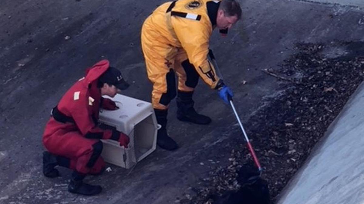 Members of the Lee’s Summit Fire Department worked Jan. 26 to save a dog trapped on a icy spillway.