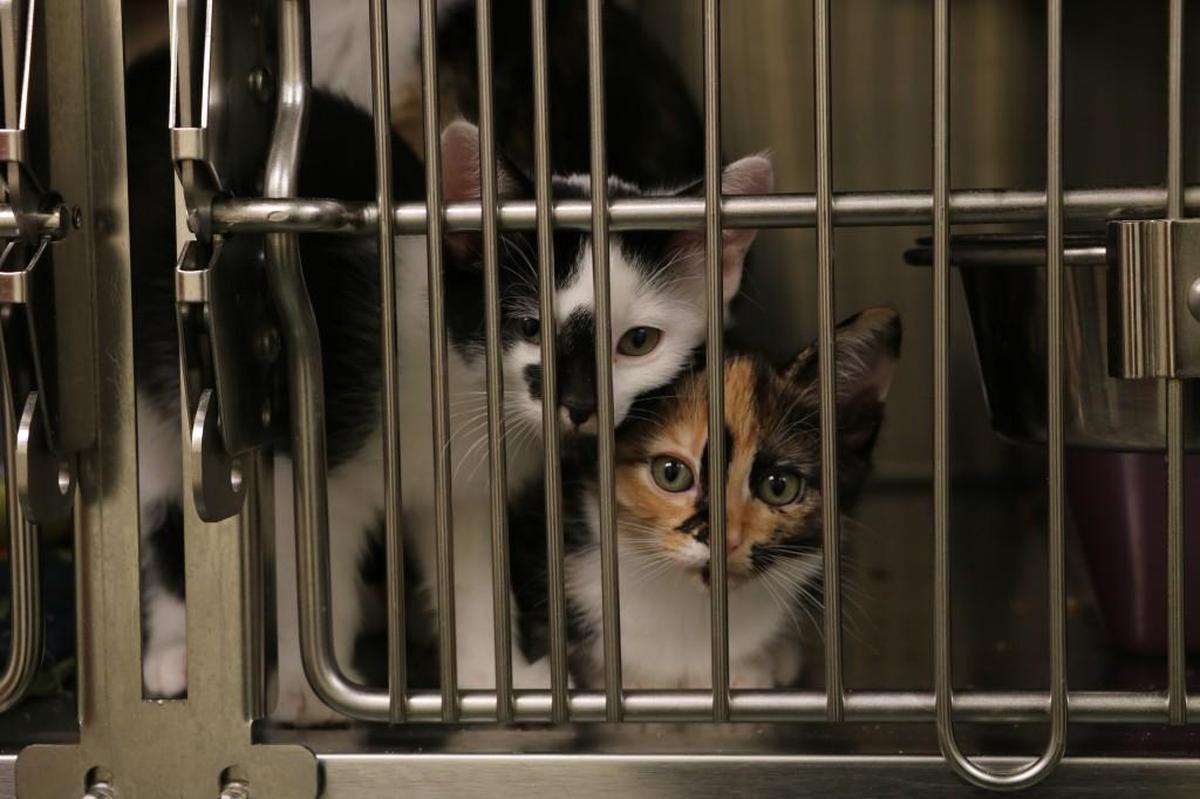 Two kitten siblings that recently arrived at the Lee’s Summit Municipal Animal Shelter.