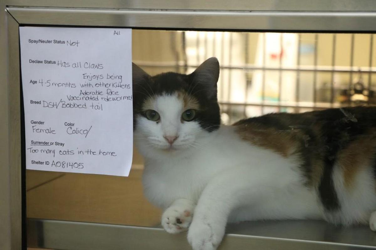 An adorable and adoptable cat posed next to a list of her family-friendly qualities on an information sheet at the Lee’s Summit Municipal Animal Shelter.
