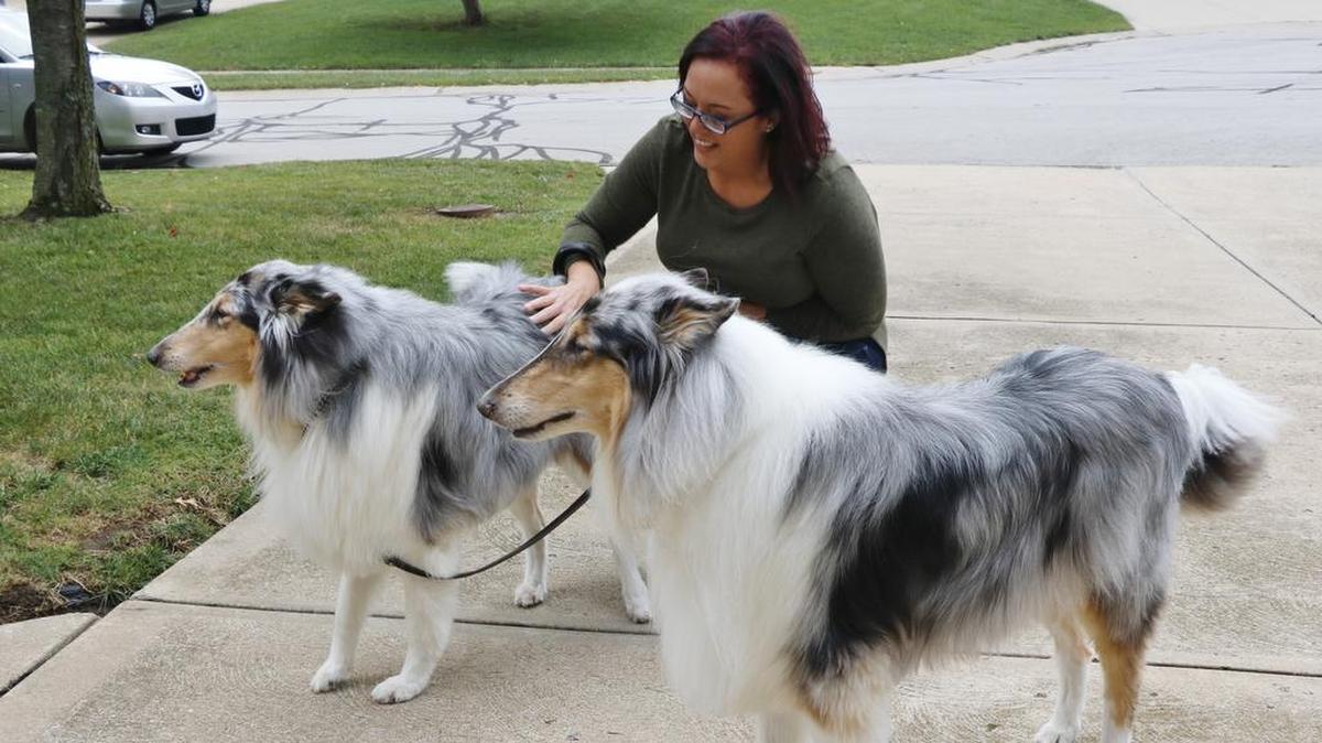 Before a recent walk around a Lee’s Summit neighborhood, Jeanna Ruehter spent some one-on-one time with Tia and Chief, brother and sister Blue Merle Collies owned by Kim and Rick Vemmer. Ruehter is a Lee’s Summit-based entrepreneur and founder of Latchkey Pets, a daytime dog walking and vacation pet sitting service that completes more than 800 pet visits a month across the Kansas City area.