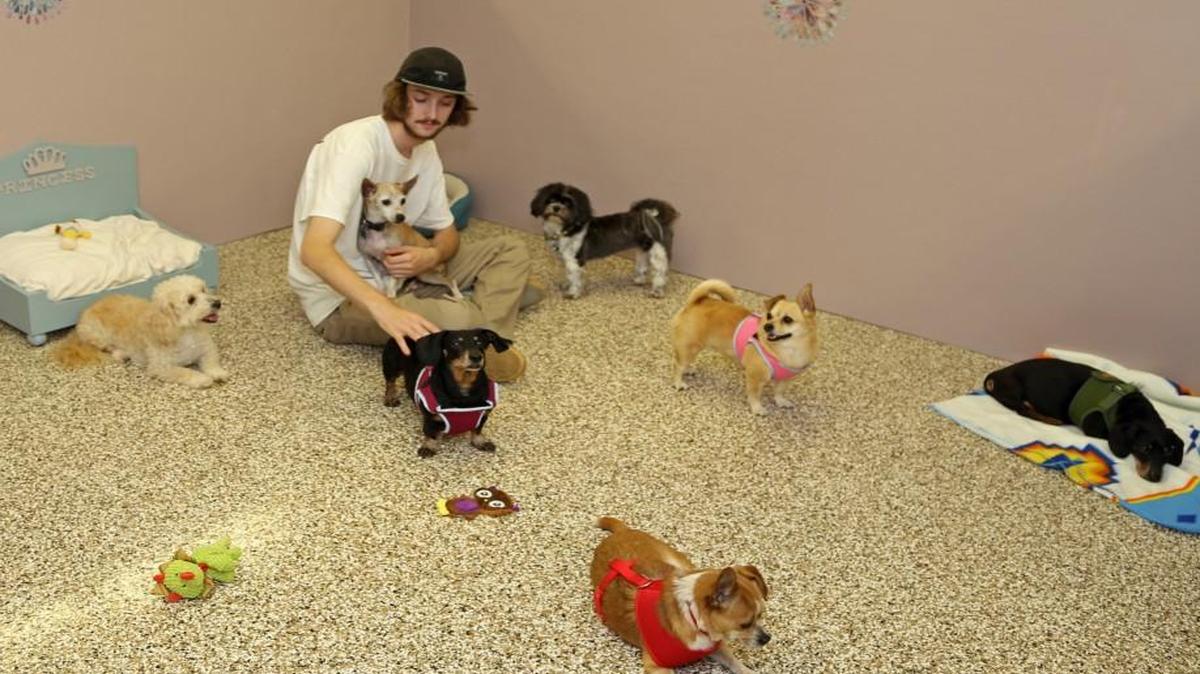 Zac Jacobson, an employee, in daycare room for the smaller breeds.