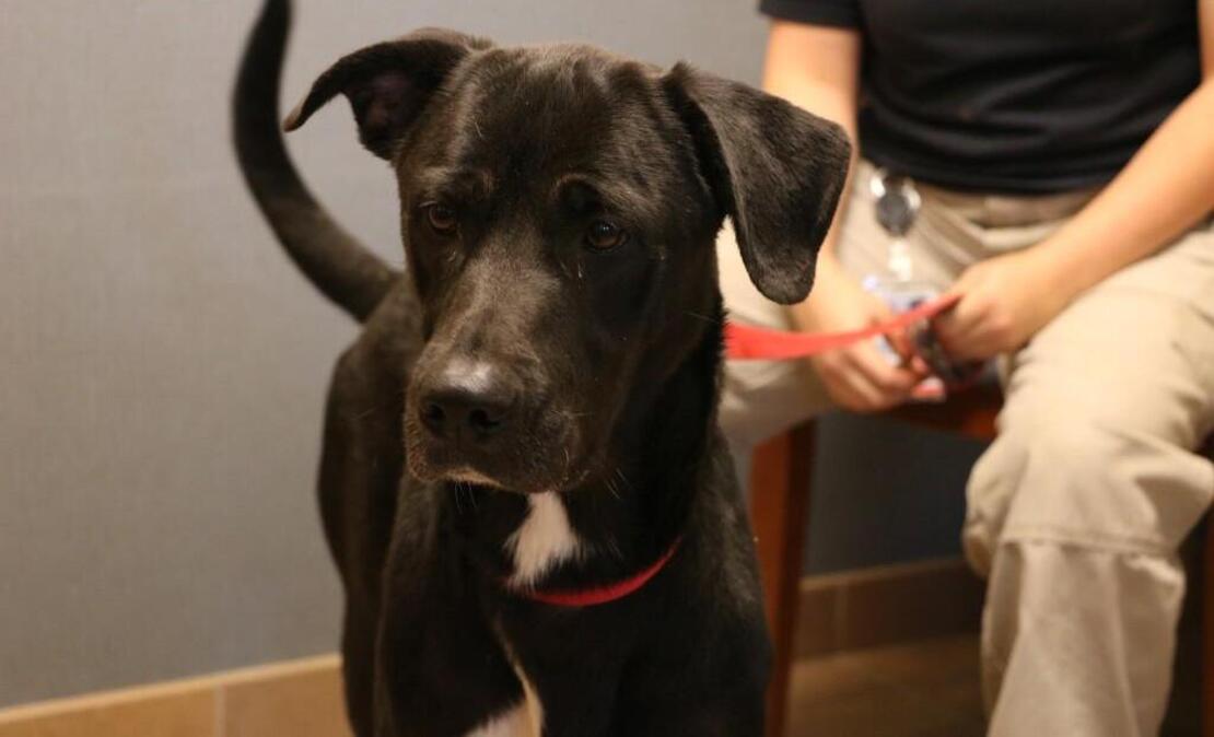 Angel, a 1-year-old Labrador-Great Dane mix, gave her best “adopt me” face as she waited to meet a potential forever family at Lee’s Summit Municipal Animal Shelter.