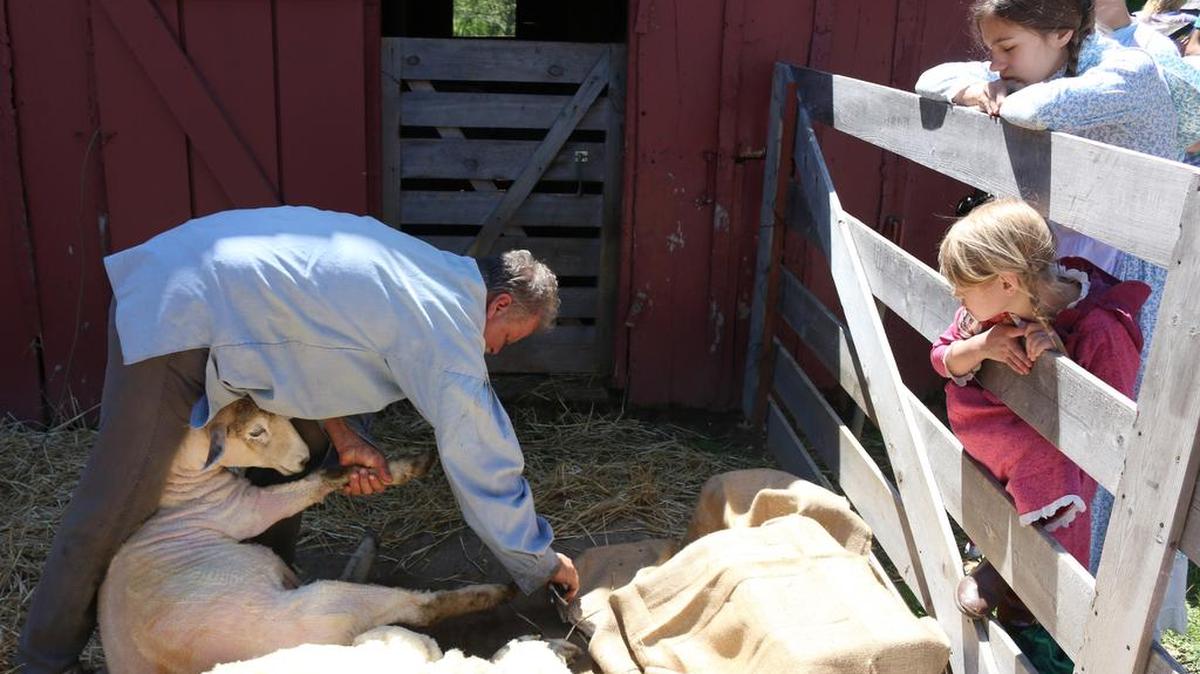 Danny Smith of Kingsville finishes shearing a sheep as Lee's Summit residents Georgia Gustafson, 11, and Anna Gustafson, 6, watch Saturday afternoon at Missouri Town 1855.