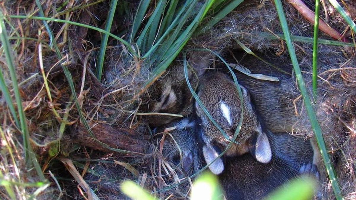 Three surviving bunnies huddled together in a nest tucked against a flower pot under a trellis.