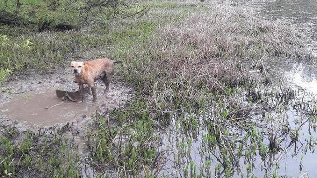 A dog being called Deputy was found tied to a cinder block Friday at Longview Lake.