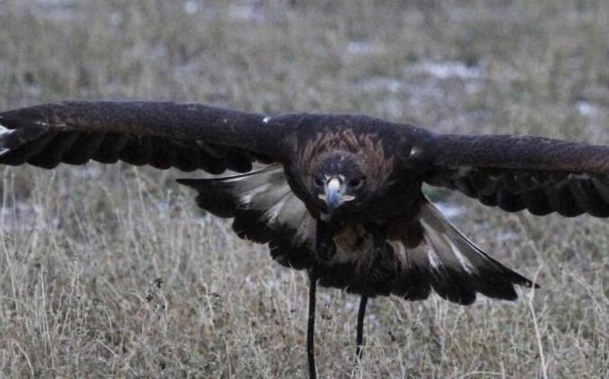 Two Kansas men have been charged with a federal crime for allegedly shooting and killing a golden eagle in Wallace County, near the Colorado border.