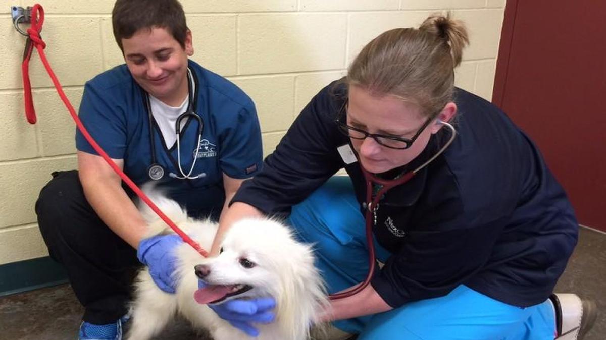 
The Great Plains Society for the Prevention of Cruelty to Animals on Tuesdat released this photo of one of the nearly 50 dogs that were removed from an alleged puppy mill in the 7000 block of South Hillside School Road, south of Interstate 70 near Oak Grove.
