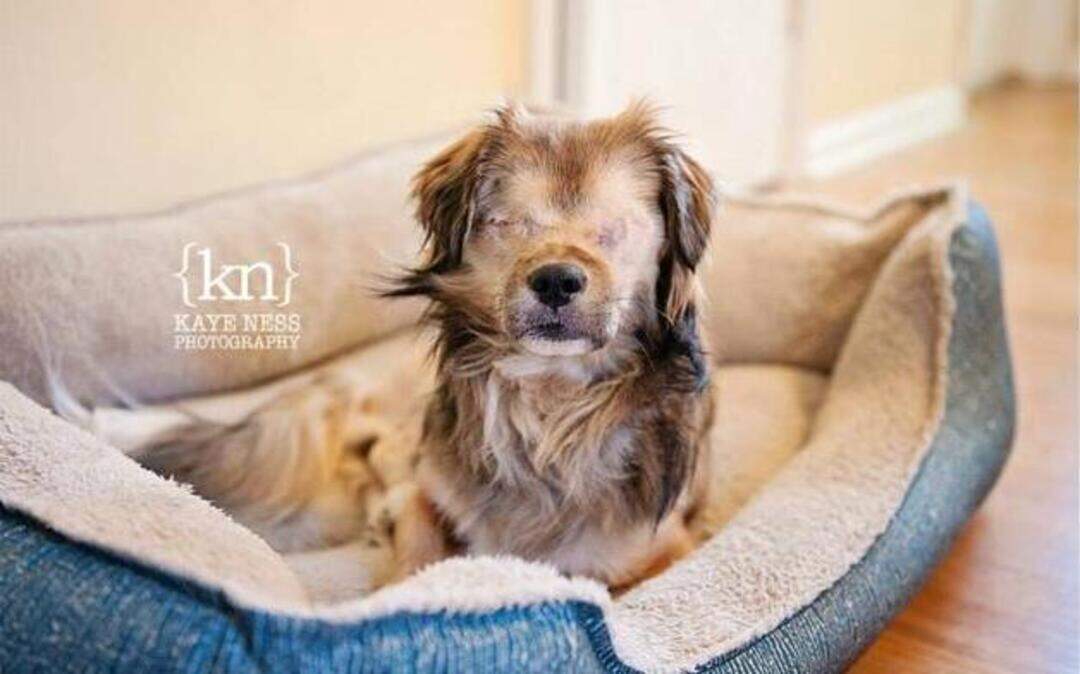 
Roadrunner had to have his eyes surgically removed after suffering injuries, allegedly at the hands of Kimberly Anderson of Kansas City. She has been charged with animal abuse and animal neglect.
